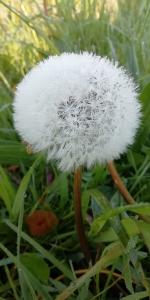 Pat 07 Nationale bloem